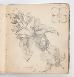 Schetsboekpagina: Zoetgeurende sering