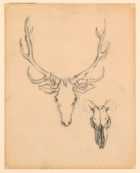 Studie van Hertenkop