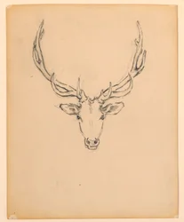 Studie van hertenkop