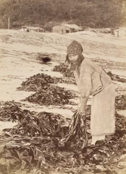Ainu-vrouw die zeewier oogst, c.1900
