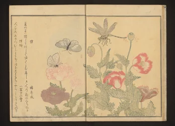 Vlinders en libel bij klaprozen