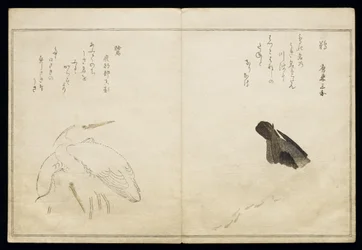 P.332-1946 Vol.1 f.4 Aalscholver rechts en twee sneeuwreigers links, uit een album 
