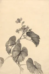 Tak van Begonia in Bloei