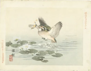 IJsvogel