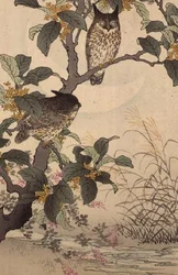 Twee uilen in een boom uit Bunrei Kacho Gafu door Kono Bairei (1844-95), uitgegeven 1885