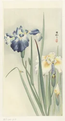 Iris