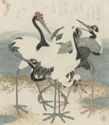 Kraanvogels bij het water