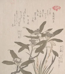 Daphne odora en Mojisuri-so