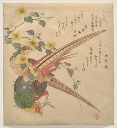 Paar Chinese fazanten en een tak van yamabuki bloemen