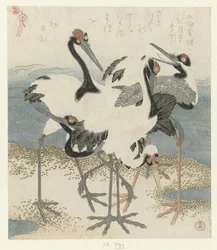 Vijf kraanvogels