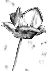 Zwart-witte tulptekening