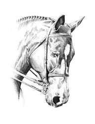 Gevlochten paardenportret