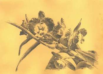 Fijne tekening van een orchidee