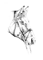 Elegant paard met hoofdstel