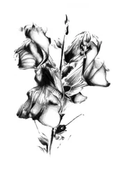 Elegante verwelkte bloem