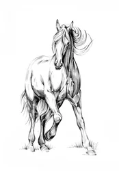 Schets van een galopperend paard