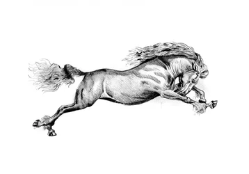 Galopperend wild paard