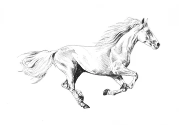 Majestueus renpaard