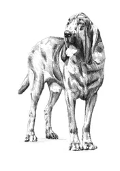 Schets van een edele bloedhond