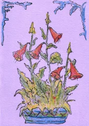 Bellbloemen in pot
