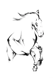Het grootbrengen van een wilde paard