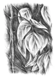 Botanische bladeren in schaduw