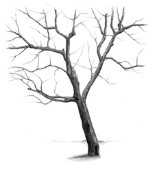 Sterke winterboom
