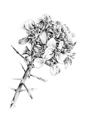 Doornen en bloemen