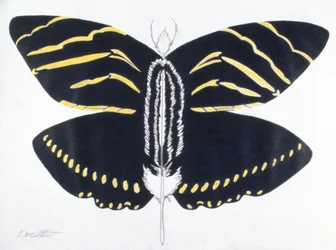 Gevederde vlinder, 2004 (kleurpotlood op papier)