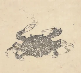 Krab