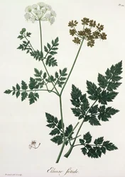 Aethusa Cynapium uit 