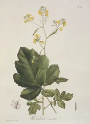 Brassica nigra uit 