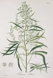 Cannabis Sativa uit 