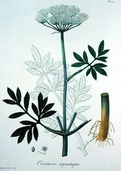 Cicuta Virosa uit 