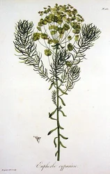 Euphorbia Cyparissias uit 