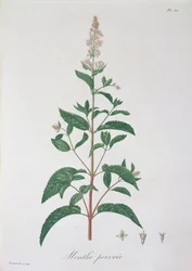 Mentha Piperita uit 