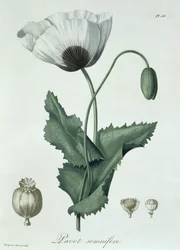 Papaver Somniferum uit 