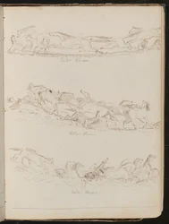 Drie studies van vrij galopperende paarden