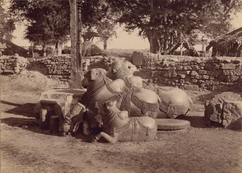 Stieren of Nadias met versieringen Zijaanzicht, Warangal, Hyderabad, Deccan