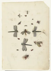 Libellen en vliegende insecten