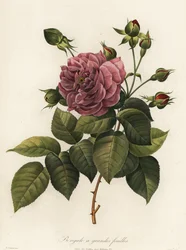 Bengaalse roos, Rosa chinensis variëteit, Bengale a grandes feuilles