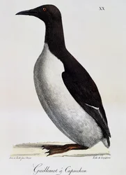 Zeekoet (Uria aalge), uit Voyage pittoresque autour du monde