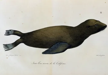 Jonge zeeleeuw, Californië, uit Voyage pittoresque autour du monde