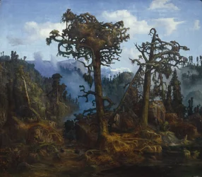 Oude dennen