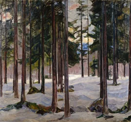 Bomen in winterlicht