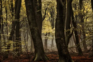 Mistig herfstbos