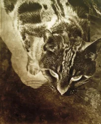 Kat (Negatieve afdruk)