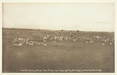 Het lammerkamp