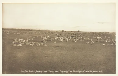 Het lammeren kamp, 1894