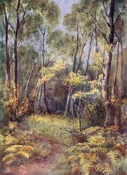 In Leigh Woods